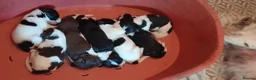 Sprollie dogs for sale: Sprollie puppies for sale - Advert 10