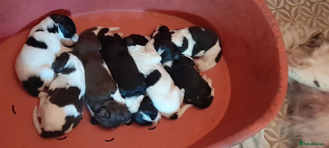 Sprollie dogs for sale: Sprollie puppies for sale - Advert 10