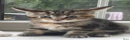 Mixed Breed cats for sale: Fantastic Four - Advert 20