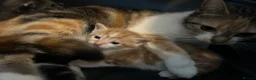Mixed Breed cats for sale: Mixed litter of three kittens  - Advert 4