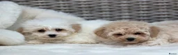 Cavapoochon dogs for sale: Two beautiful cavapoochon girls - Advert 4