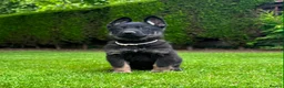 German Shepherd dogs for sale: The ultimate german shepherd pups in Doncaster - Advert 5