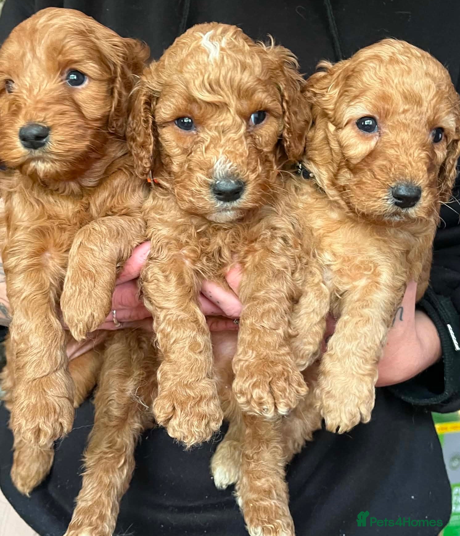 Cockapoo dogs  Red F2b cockapoos  - Advert 15