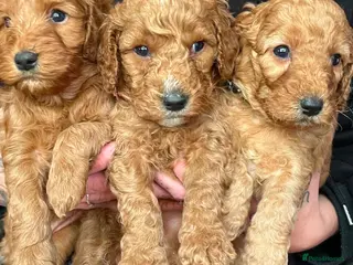 Cockapoo dogs Red F2b cockapoos - Advert 15