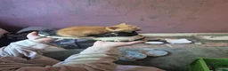 Mixed Breed cats for sale: Female kitten for sale - Advert 16