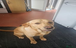 Labrador Retriever dogs for sale: Labrador Puppies For sale Ready Now - Image 6