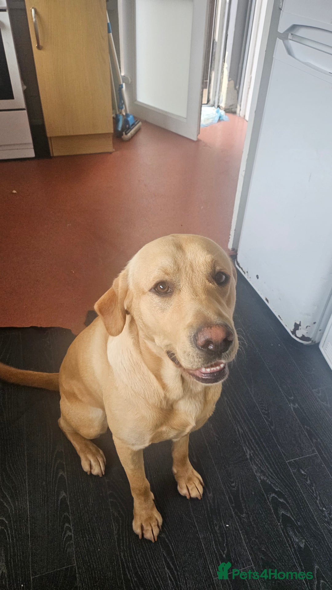 Labrador Retriever dogs for sale: Labrador Puppies For sale Ready Now - Image 6