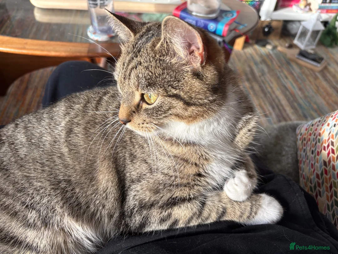 Mixed Breed cats for sale: Laila in Liverpool - Advert 1