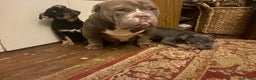 English Bulldog dogs for sale: English Bulldogs - Advert 4