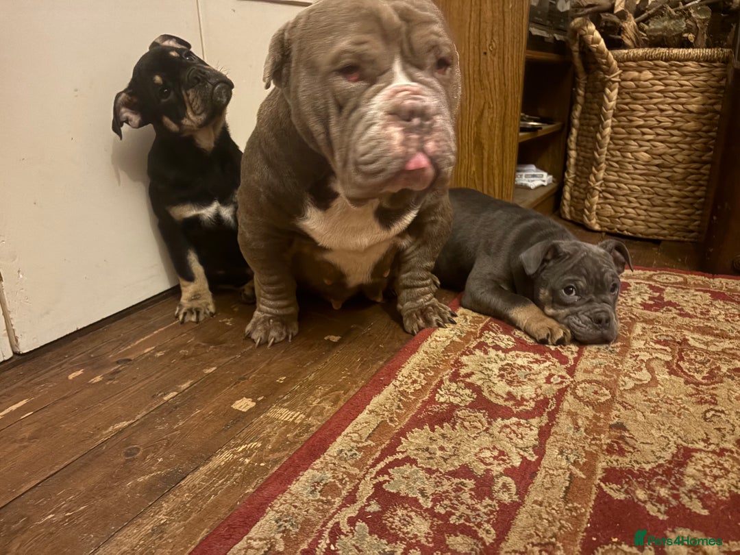 English Bulldog dogs for sale: English Bulldogs - Advert 4