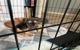 Mixed Breed dogs for sale: Long leg staff  - Image 1