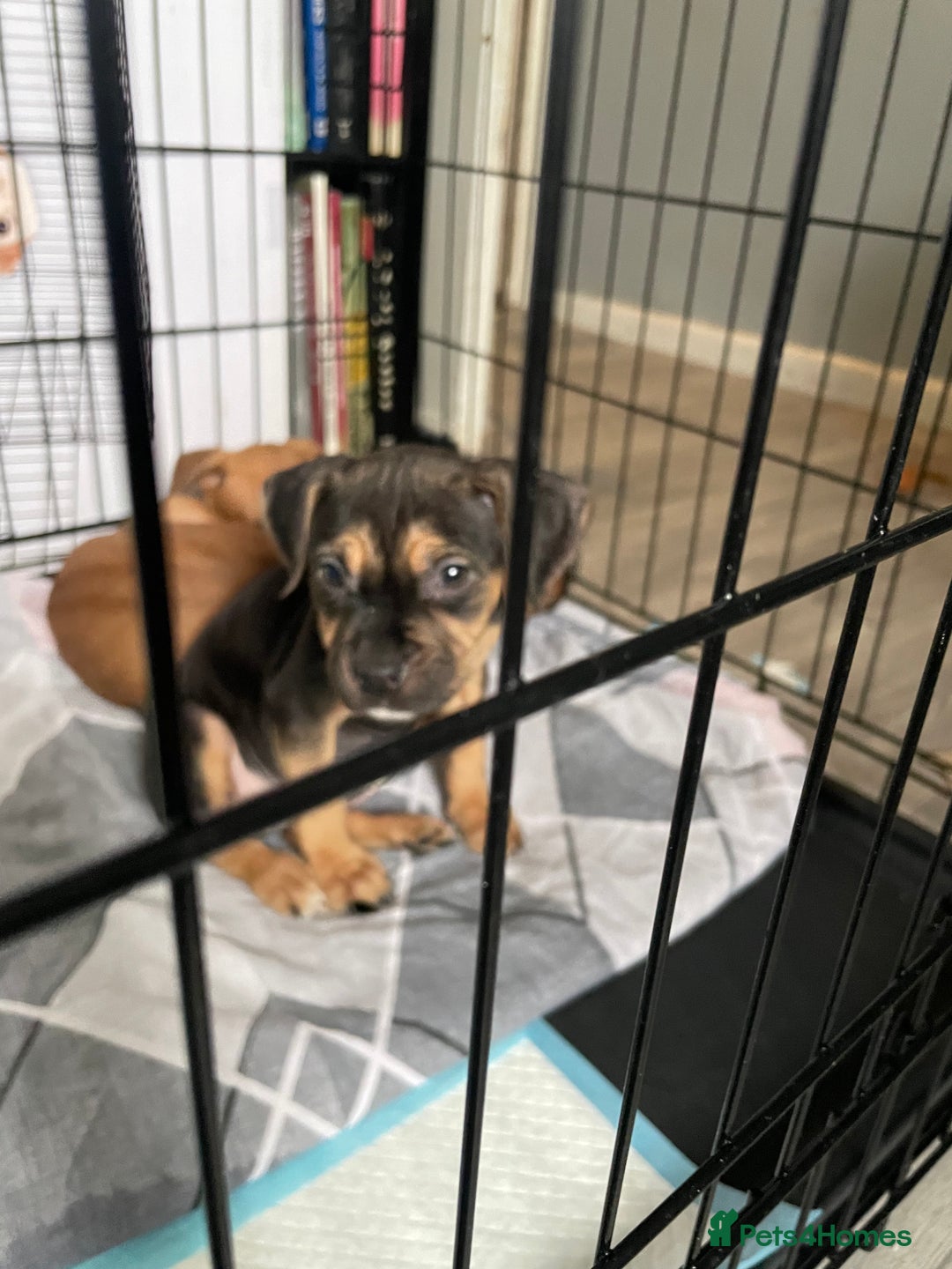 Mixed Breed dogs for sale: Long leg staff  - Image 1