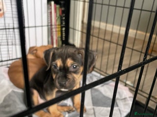 Mixed Breed dogs for sale - Advert 1