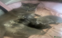Russian Blue cats for sale: Russian blue X kittens boys  - Image 5