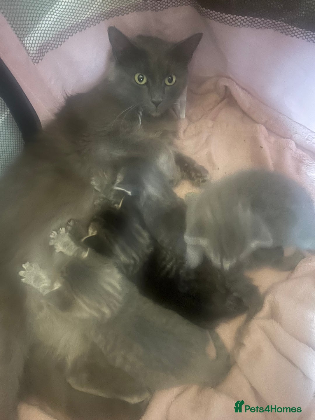 Russian Blue cats for sale: Russian blue X kittens boys  - Image 5
