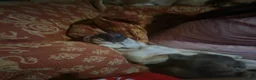 Mixed Breed dogs for sale: 6 lovely oripei cross fenchie puppies  - Advert 3