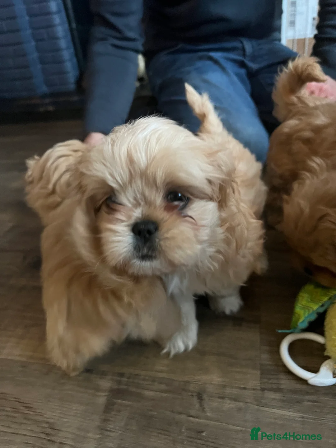 Mixed Breed dogs for sale: Cavapoo cross puppies - cuddly peekapoo pups  - Advert 2