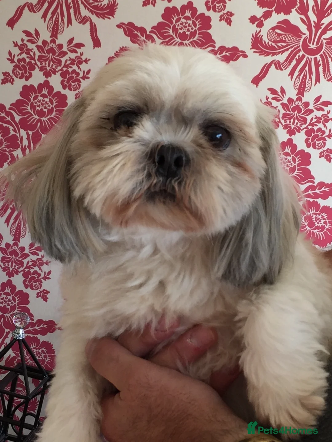 Shih Tzu dogs for stud: KC PROVEN  TINY SMALL CUTE BOY. in Mansfield - Advert 3