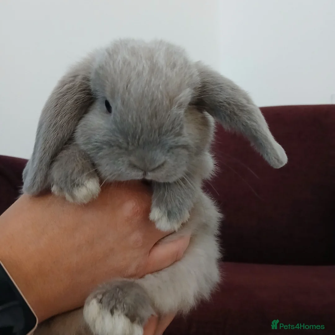 Mini Lop rabbits for sale: 2 x Mini lop Baby Rabbits - Advert 5