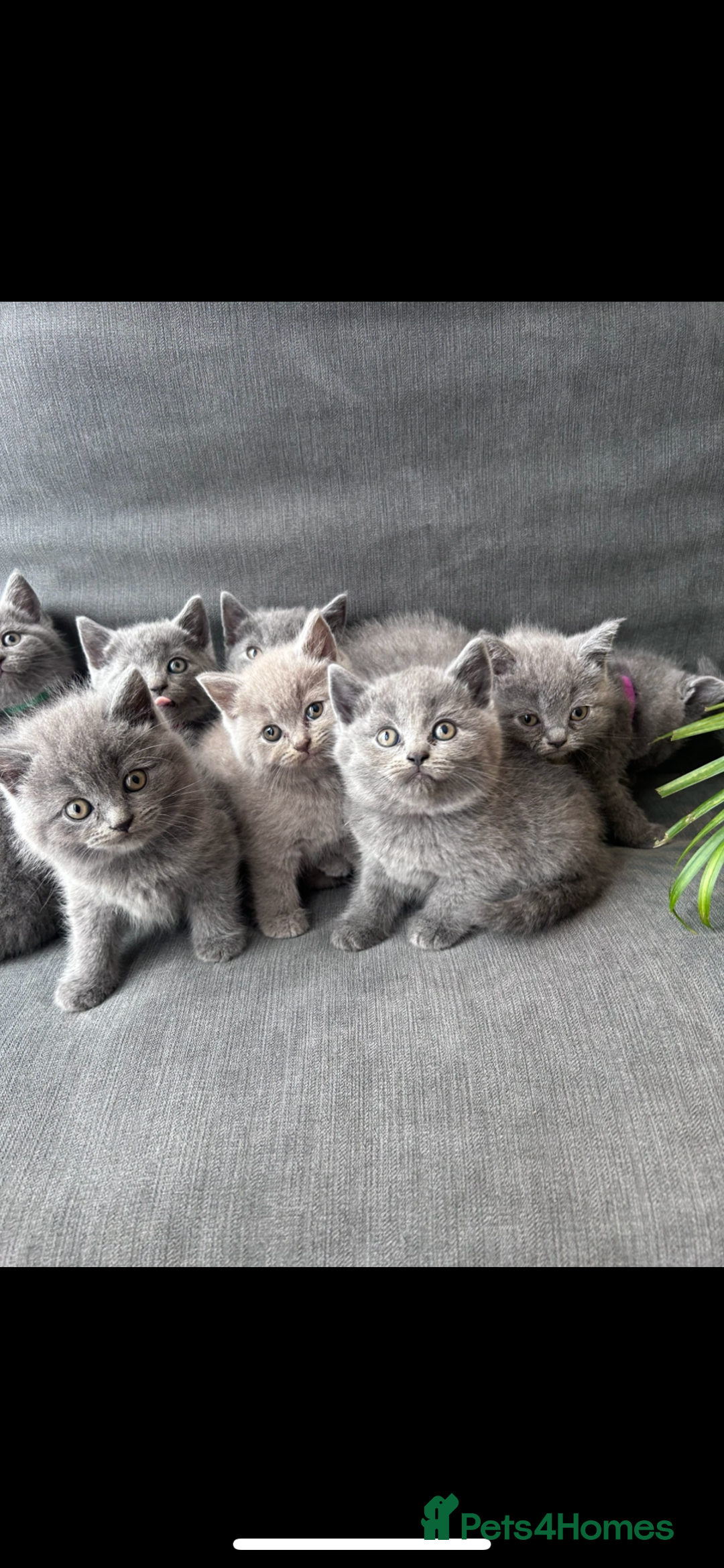 British Shorthair cats for sale: PURE PEDIGREE BSH KITTENS - Image 18
