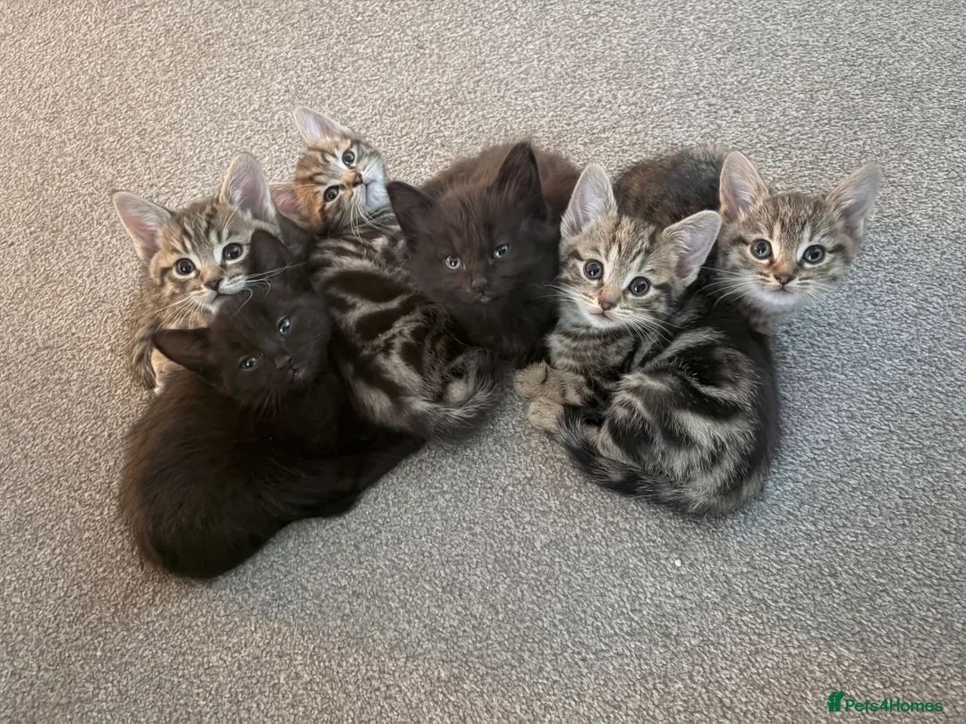 Mixed Breed cats for sale: Beautiful Mixed Breed Kittens - Advert 1