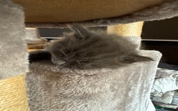 Russian Blue cats for sale: Blue Russian mix - Image 16