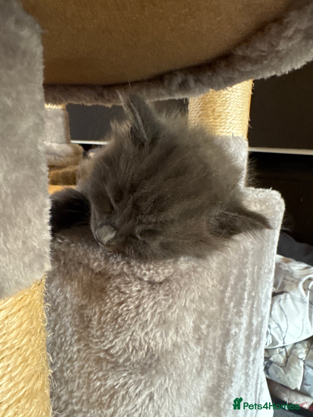 Russian Blue cats for sale: Blue Russian mix - Image 16