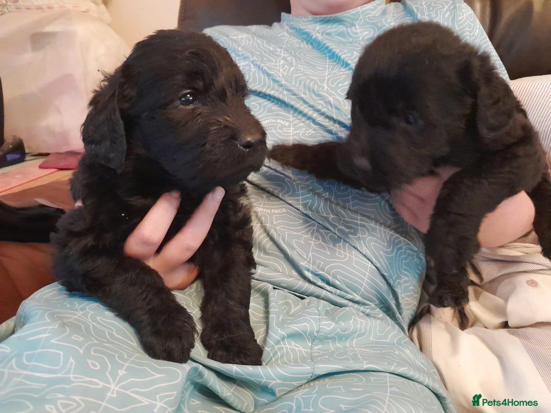 Labradoodle dogs for sale: mixed litter Black Labradoodles - Image 11