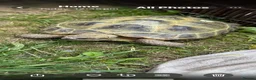 Hermann Tortoise reptiles for sale: 2 Hermann tortoises - Advert 8