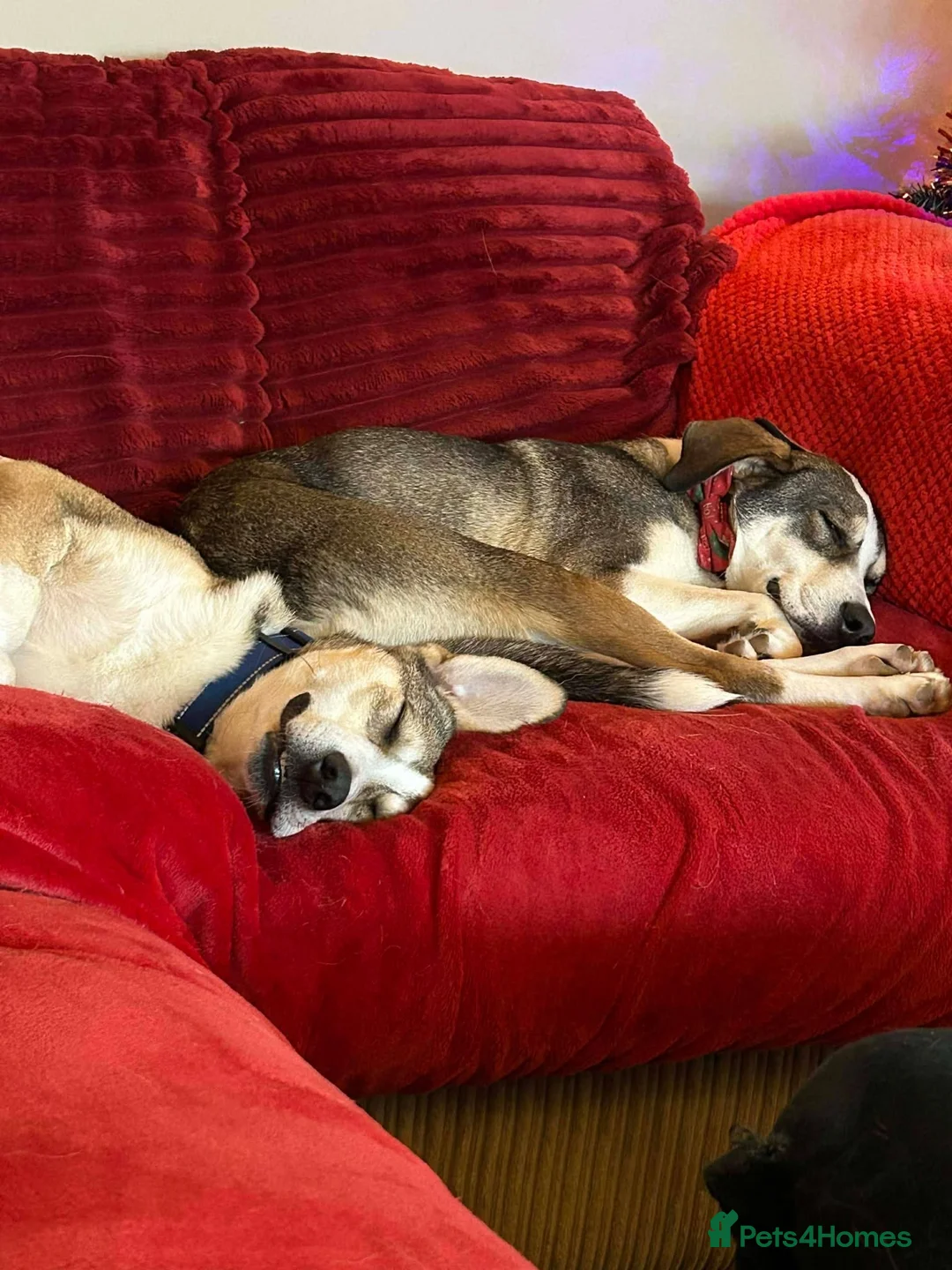 Mixed Breed dogs for adoption: MABEL - RESERVED  - Advert 6