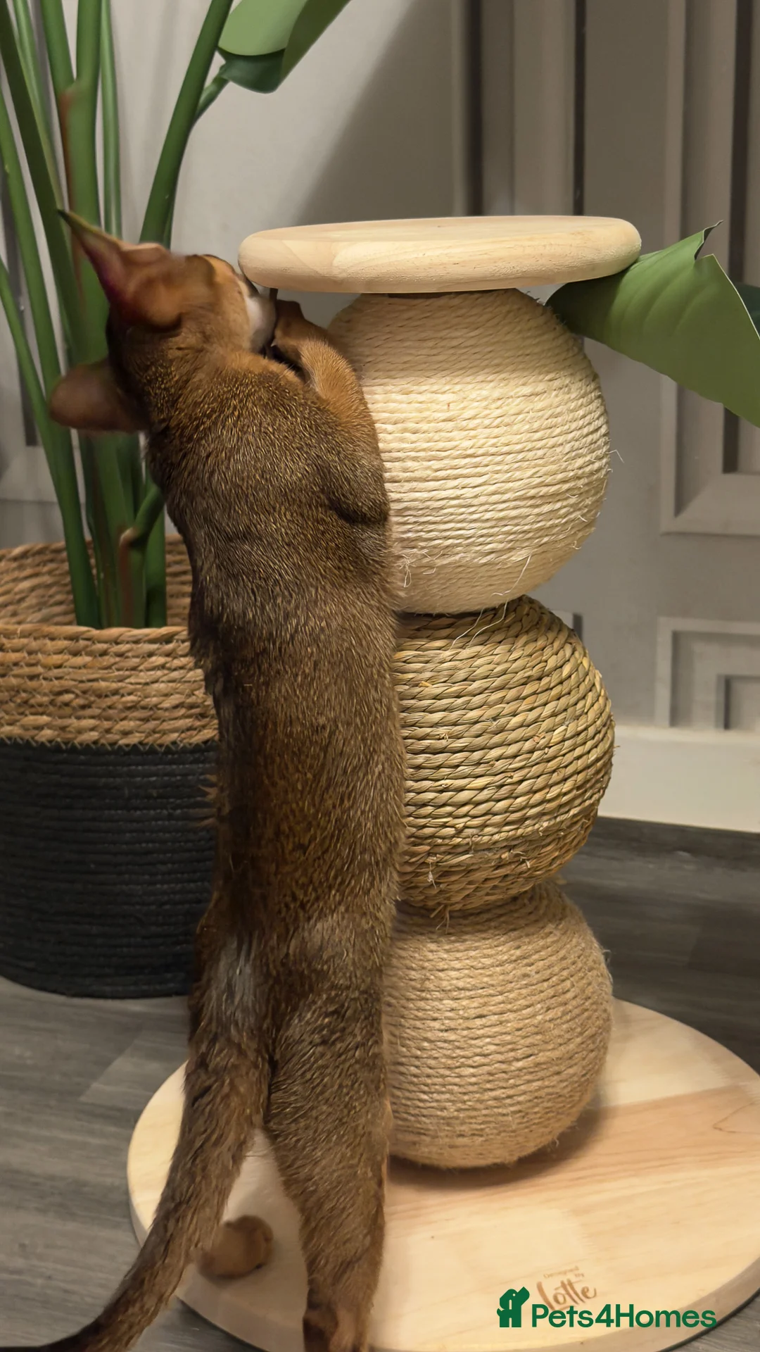 Abyssinian cats for sale: Champion Line Pedigree Abyssinian Kittens  - Advert 18