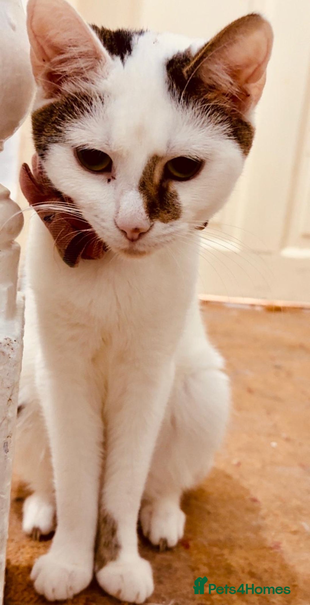 British Shorthair cats for sale: Various Cat / Kittens available  - Image 5