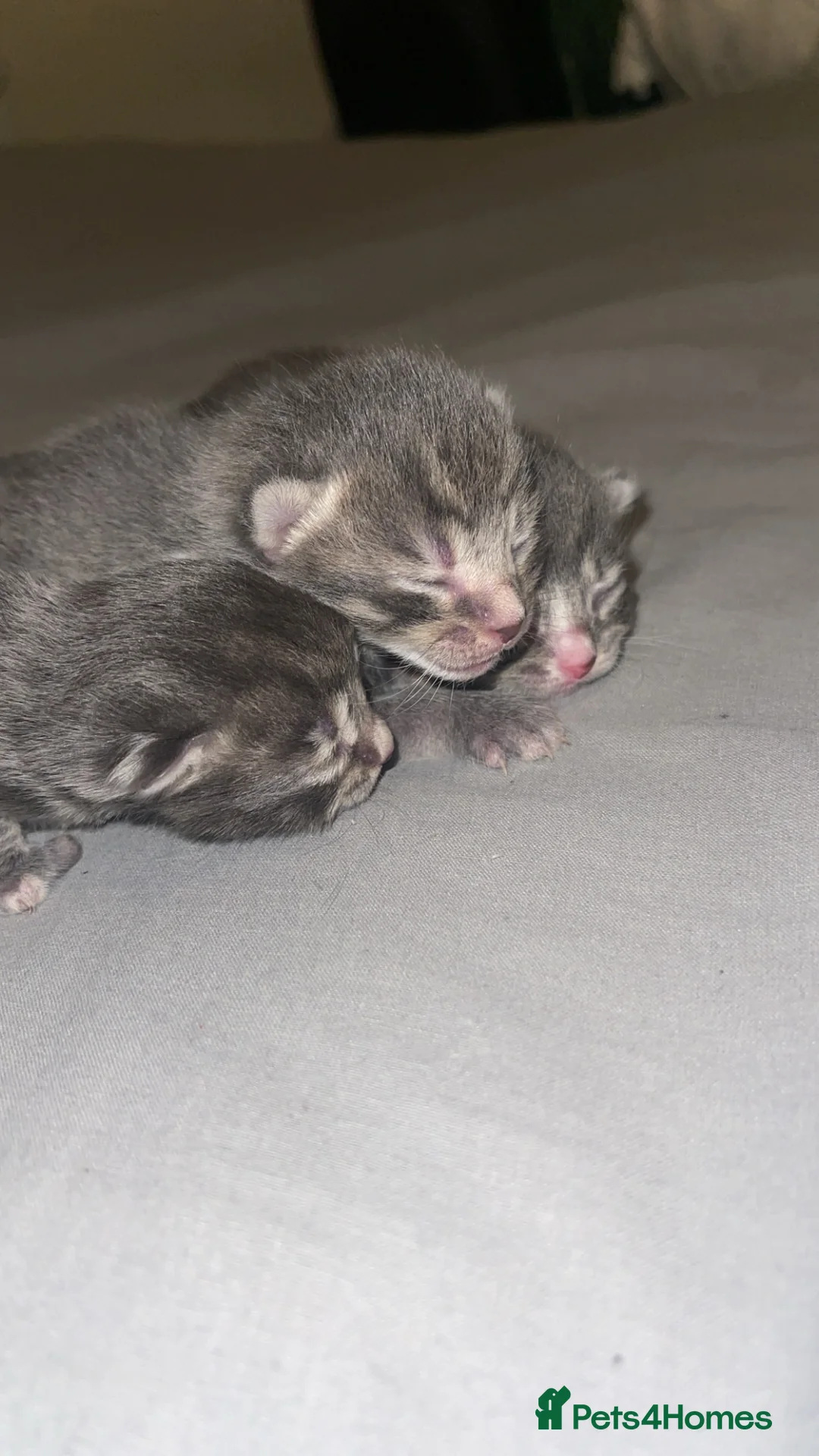 Nebelung cats for sale: Adorable Grey and white kittens available  in London - Advert 1