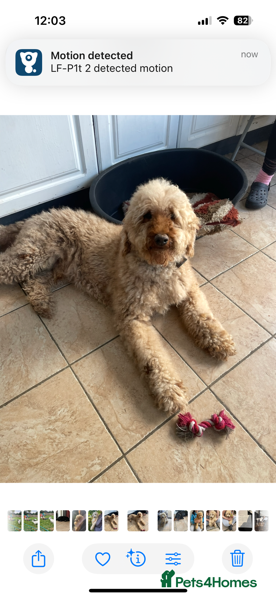 Standard Poodle dogs for sale: Kc standard poodles  - Advert 6