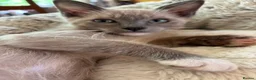 Tonkinese cats for sale: Exquisite Kittens- Tonkinese Dolls - Advert 27