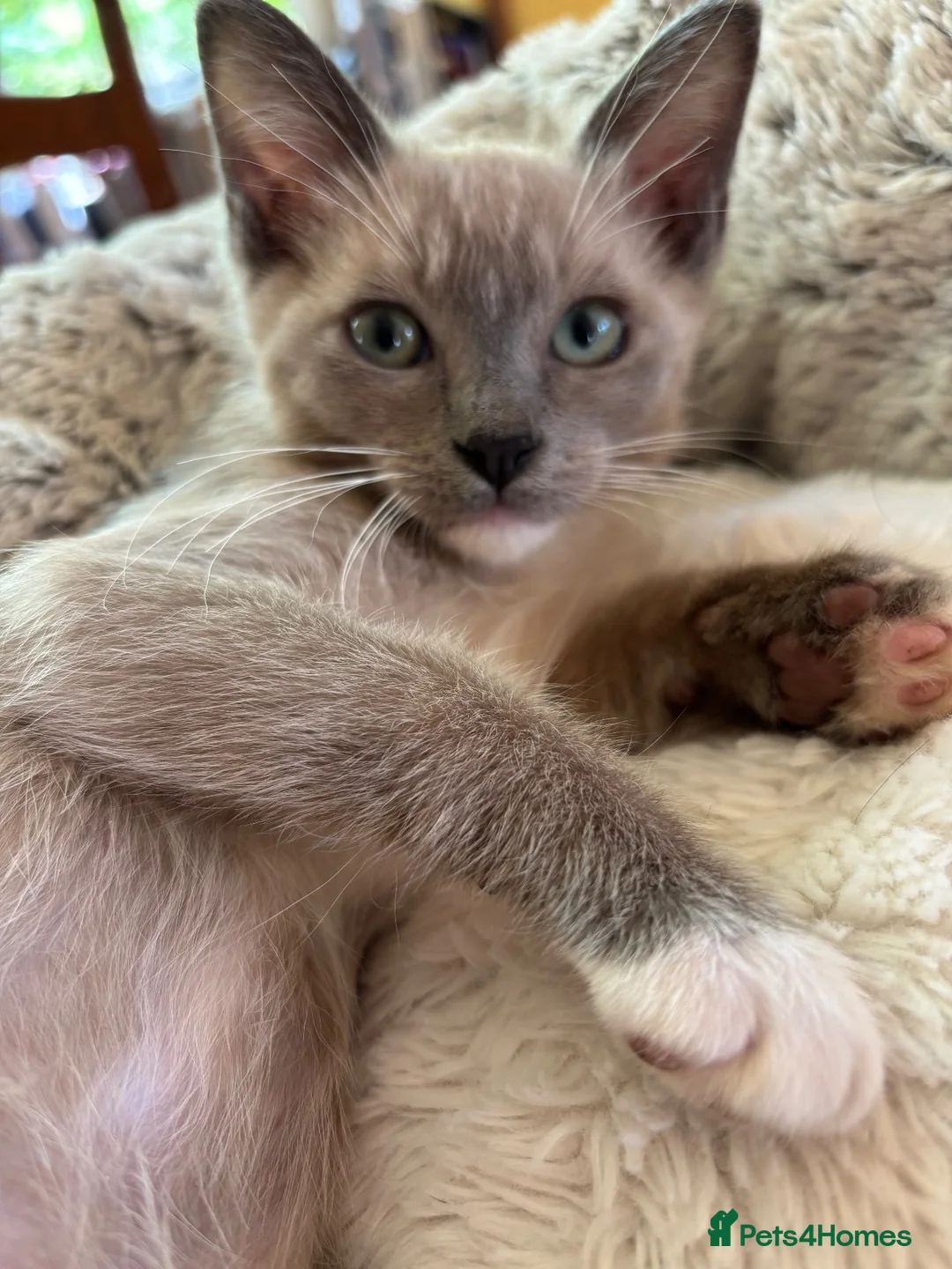 Tonkinese cats for sale: Exquisite Kittens- Tonkinese Dolls - Advert 27