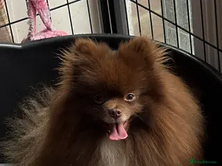 Pomeranian dogs Chocolate Pom champion Russian line kc reg - Advert 3