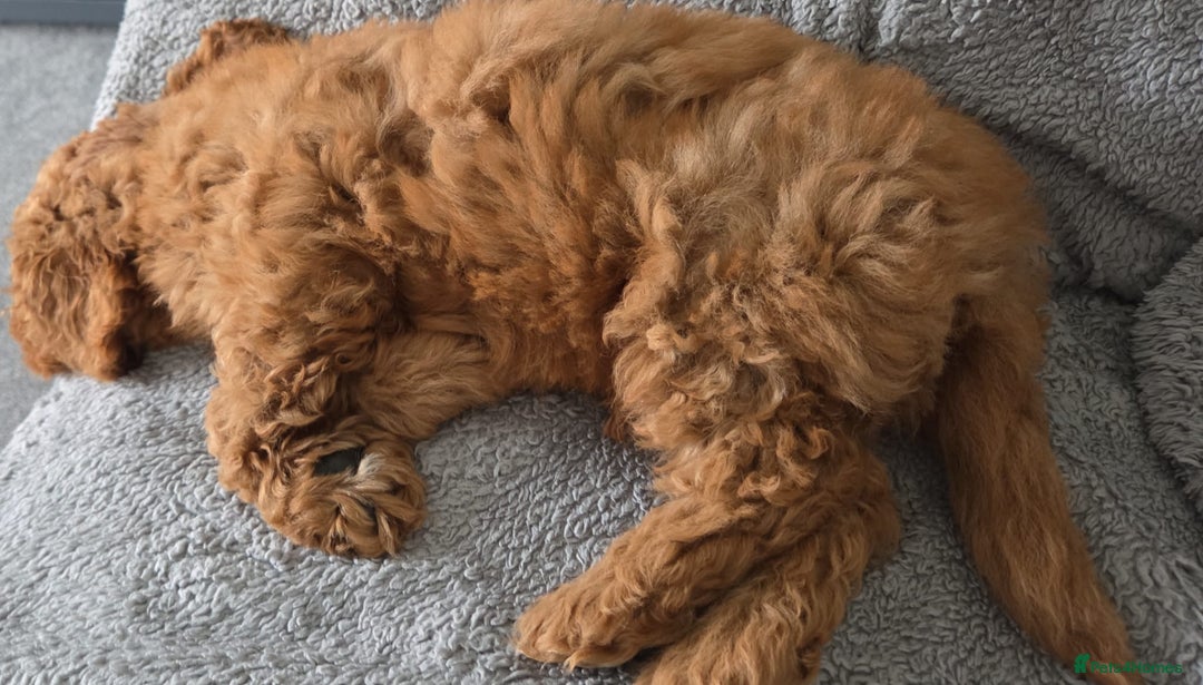 Mixed Breed dogs for sale: Australian Labradoodle / Cockapoo  - Advert 4