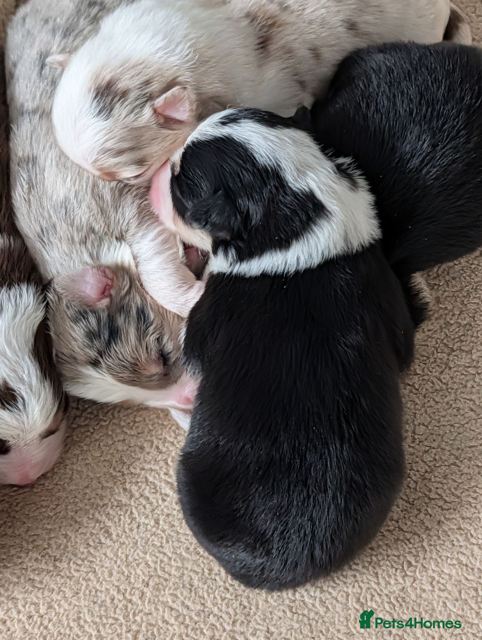 Border Collie dogs Lilac and red border collies - Advert 2