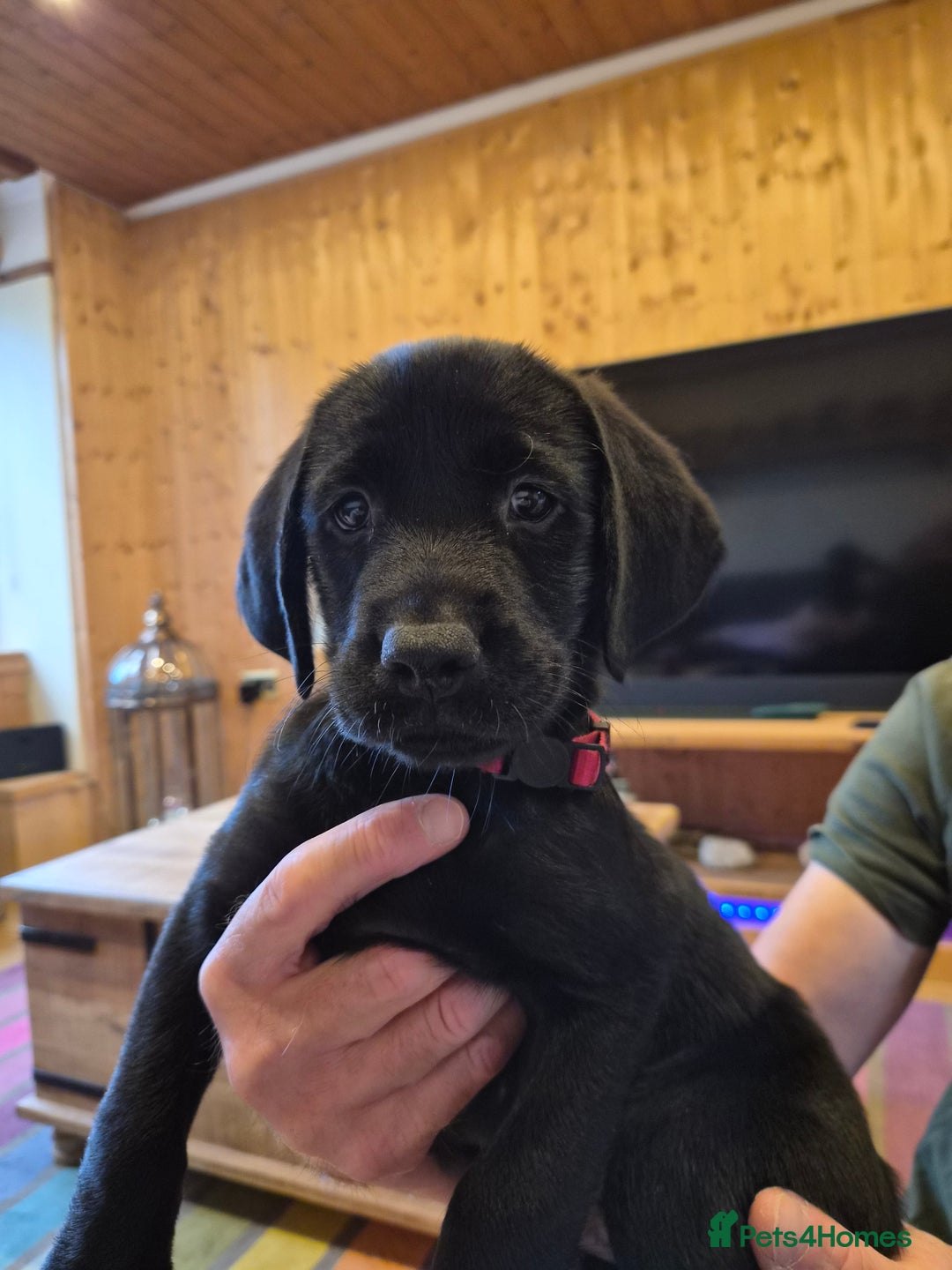 Labrador Retriever dogs for sale: Black labrador retriever - Image 2