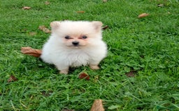 Pomeranian dogs for sale: Miniature Pomeranian puppies  - Advert 6