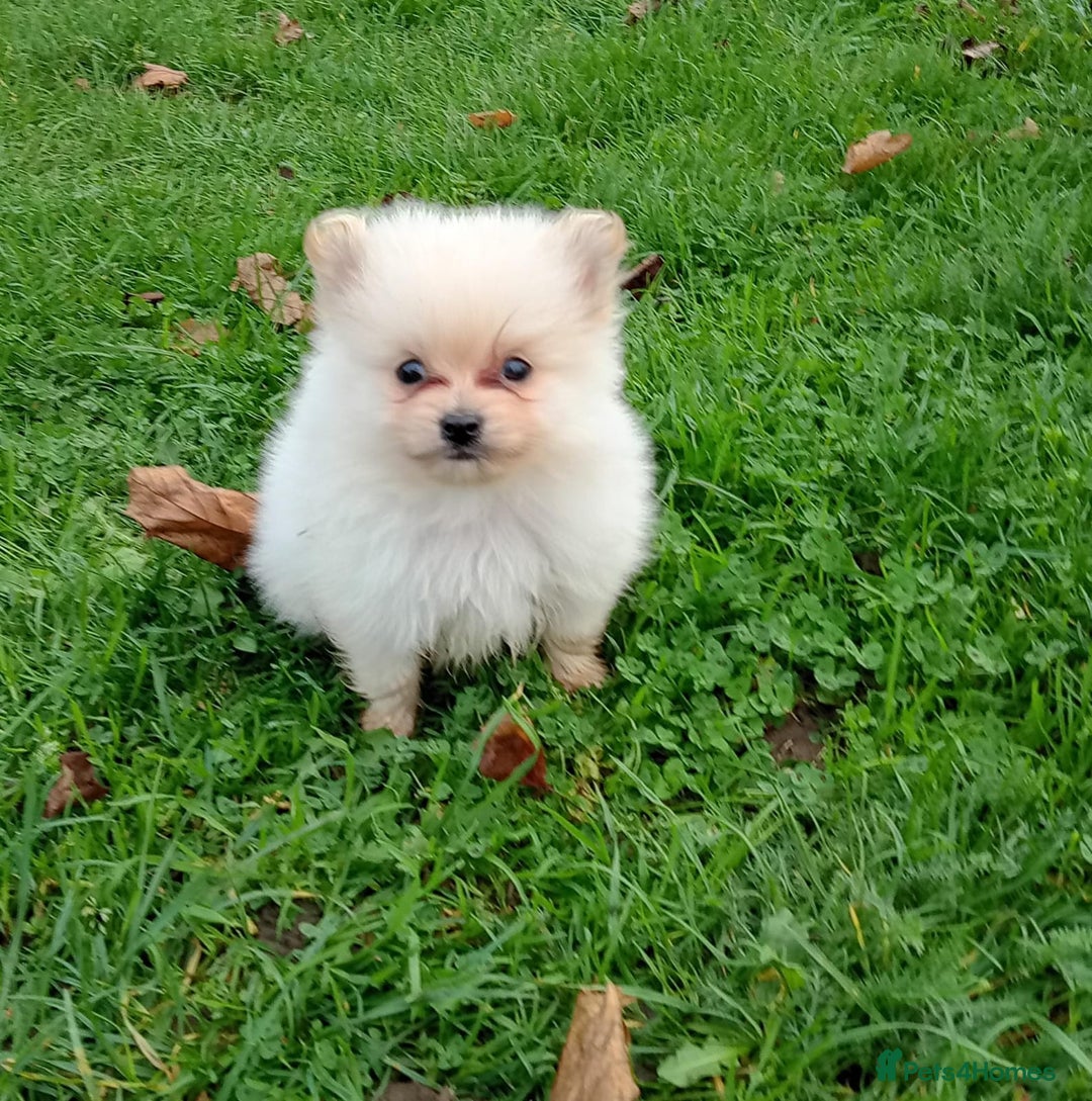 Pomeranian dogs for sale: Miniature Pomeranian puppies  - Advert 6