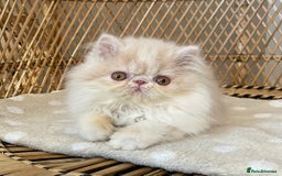 Exotic cats for sale: ❤️Stunning Exotic Shorthair & Longhair Kittens❤️  - Image 3