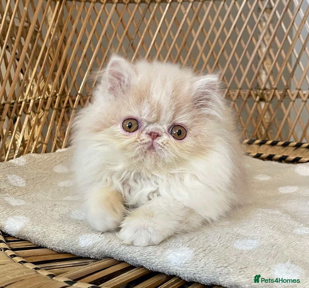 Exotic cats for sale: ❤️Stunning Exotic Shorthair & Longhair Kittens❤️  - Image 3
