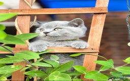 British Shorthair cats for sale: British Shorthair Blue kittens  - Image 10