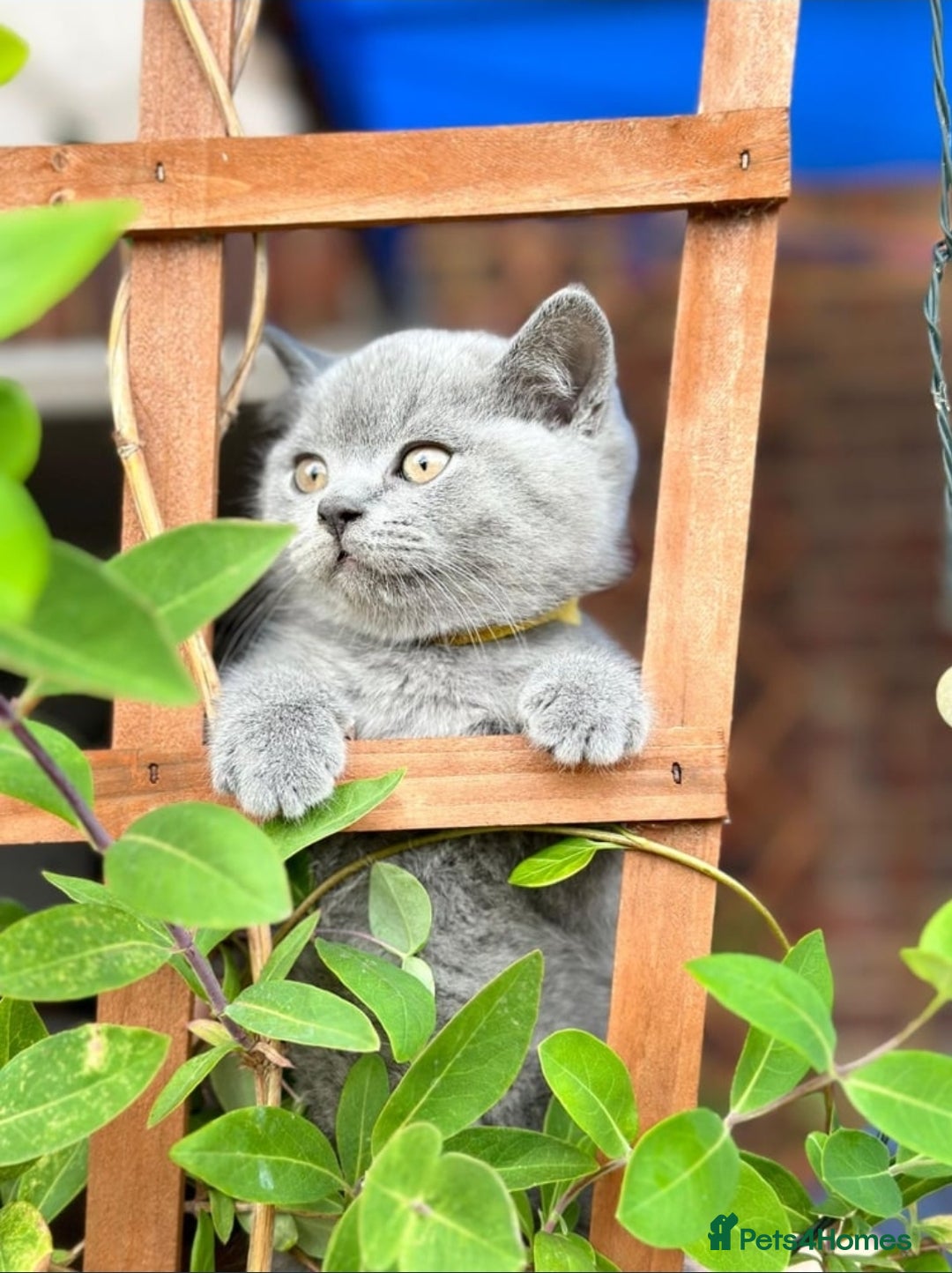 British Shorthair cats for sale: British Shorthair Blue kittens  - Image 10