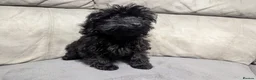 Cockapoo dogs for sale: 🐶 Black Girl (Tiny) 🐶 - Advert 8