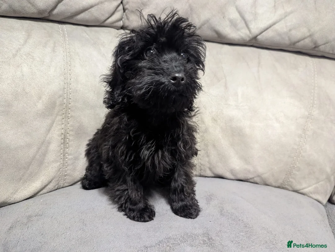 Cockapoo dogs for sale: 🐶 Black Girl (Tiny) 🐶 - Advert 8