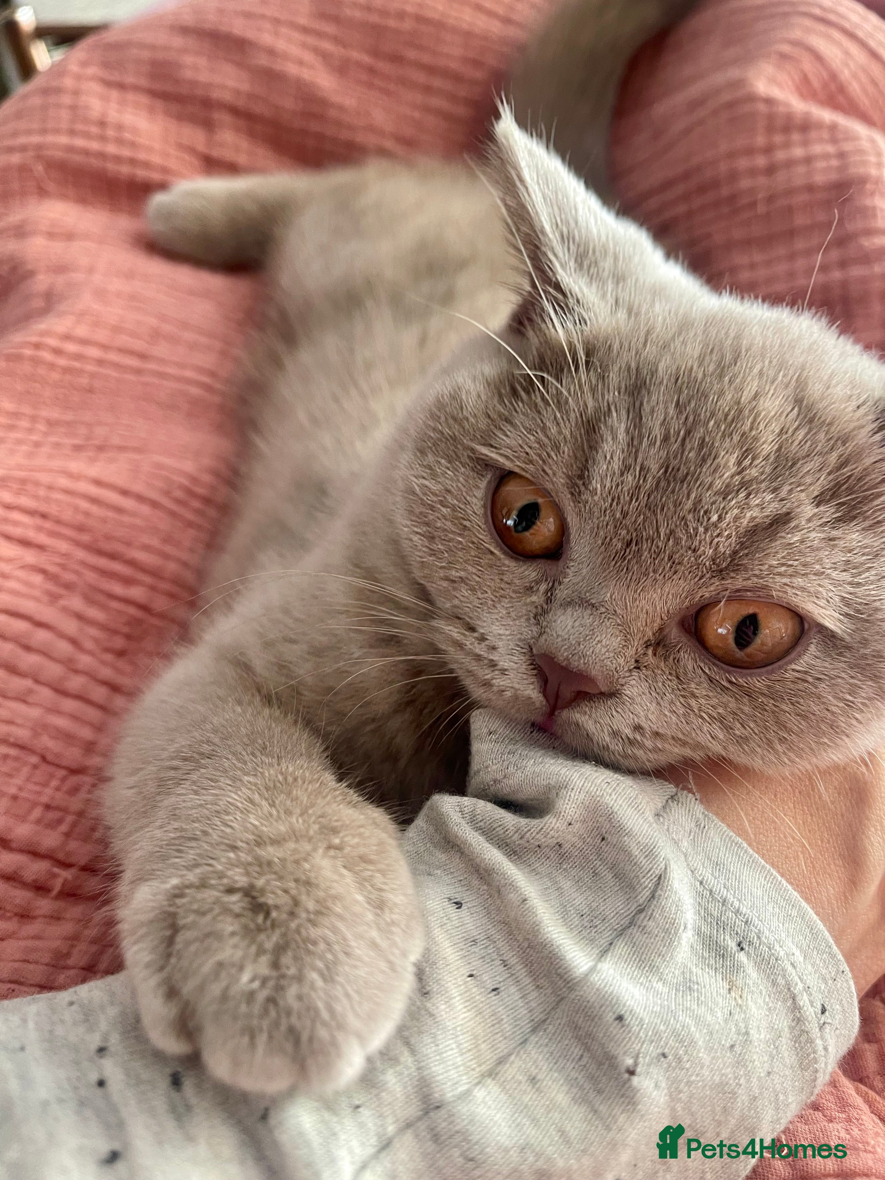 British Shorthair cats British Shorthair, Ready to be rehomed - Advert 2