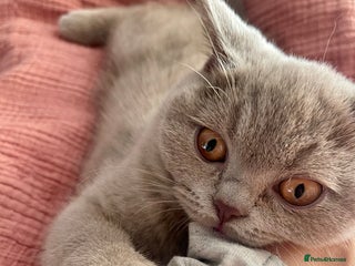 British Shorthair cats British Shorthair, Ready to be rehomed - Advert 3